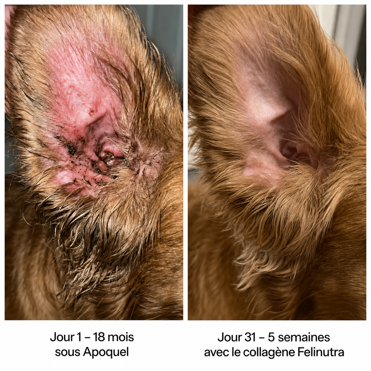Oreille de chien à vif et croûteuse au jour 1 sous Apoquel, cicatrisée au jour 31 avec le collagène liquide Felinutra