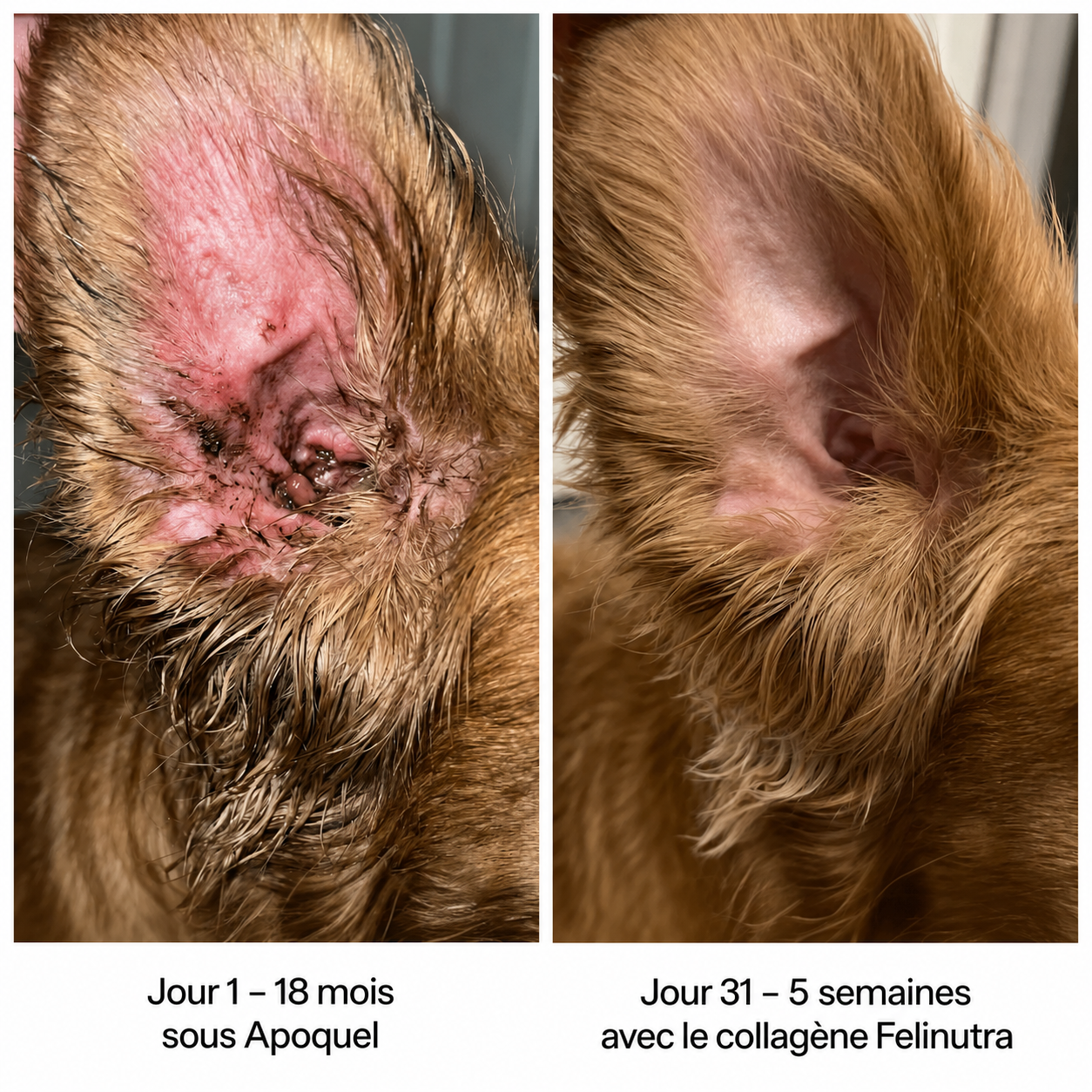 Oreille de chien à vif et croûteuse au jour 1 sous Apoquel, cicatrisée au jour 31 avec le collagène liquide Felinutra