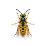 Abeilles