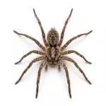 Araignées