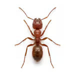 Fourmis