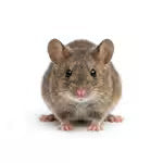 Souris