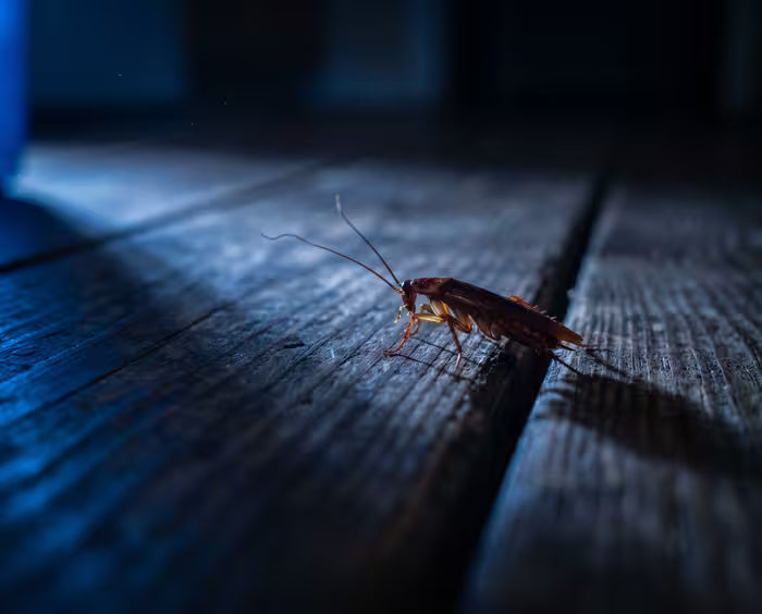 Nuisibles perturbés qui se dispersent